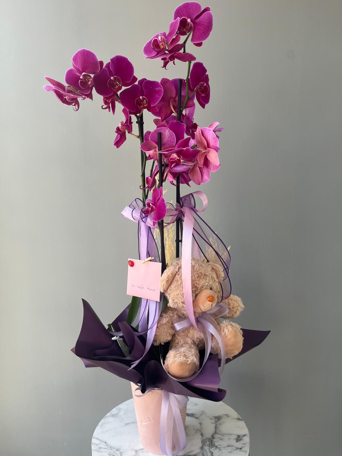 Deep Purple Teddy Love Orchid 