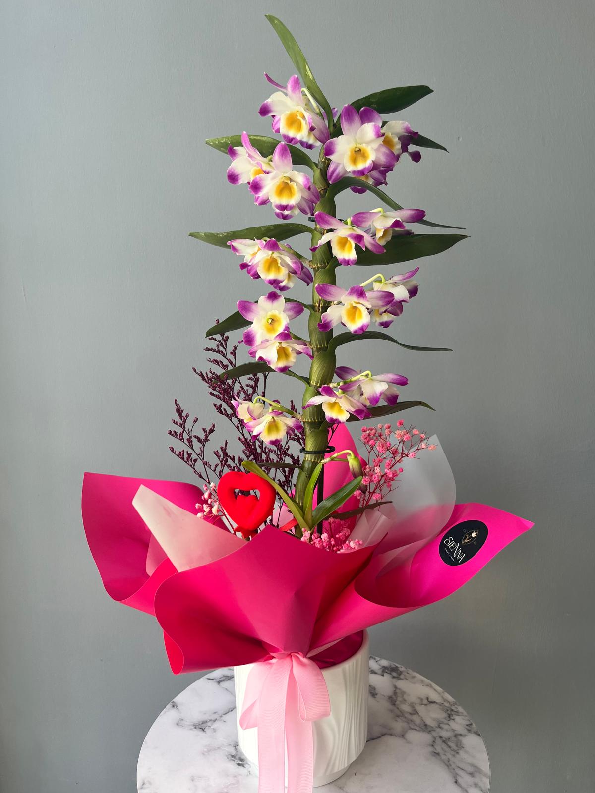 Pembe Kokulu Dendrobium Orkide